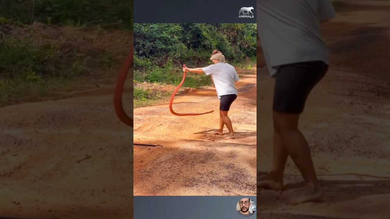 Funny Animal Clips from the Wild #shortvideo #animals #pets