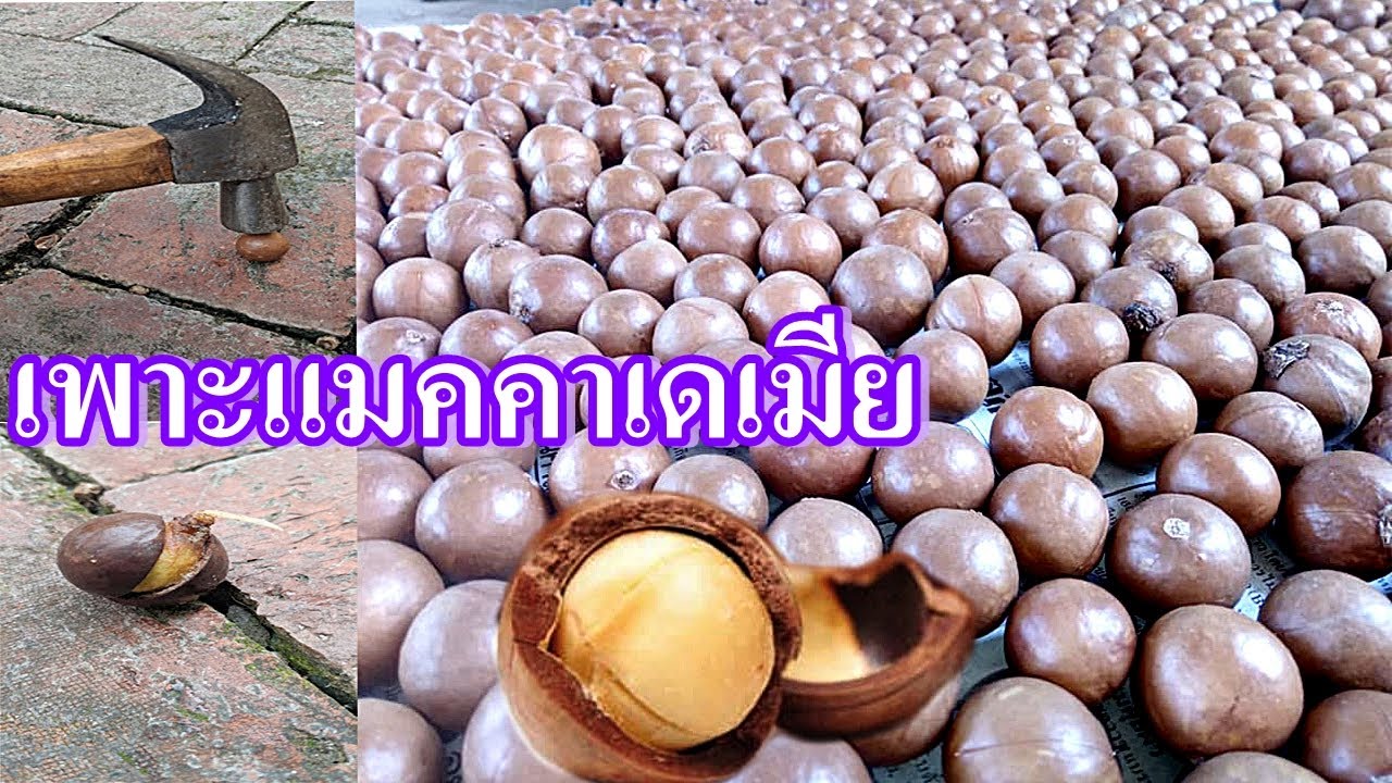 วิธีเพาะเมล็ดถั่วแมคคาเดเมีย | เลือกเมล็ดที่จะนำมาเพาะ
