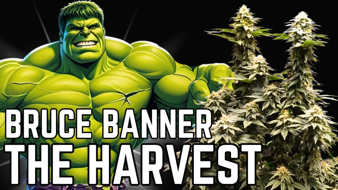 Bruce Banner Grow Series &ndash; Final Phase & Harvest | Educational Documentary