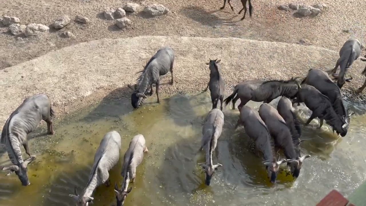 2023 Namibia Etosha and Olifantsrus