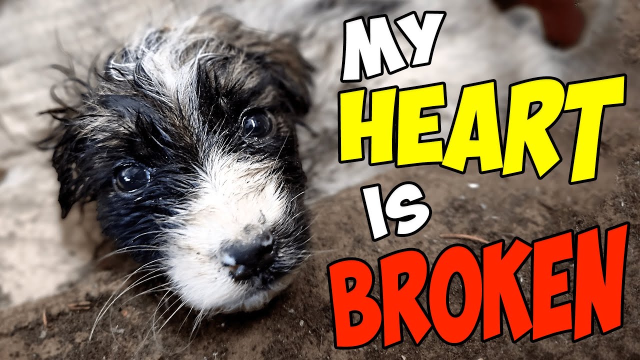 Abandoned Puppy Was Struggling To Survive After Losing Her Mom & Dad, Until This Happened