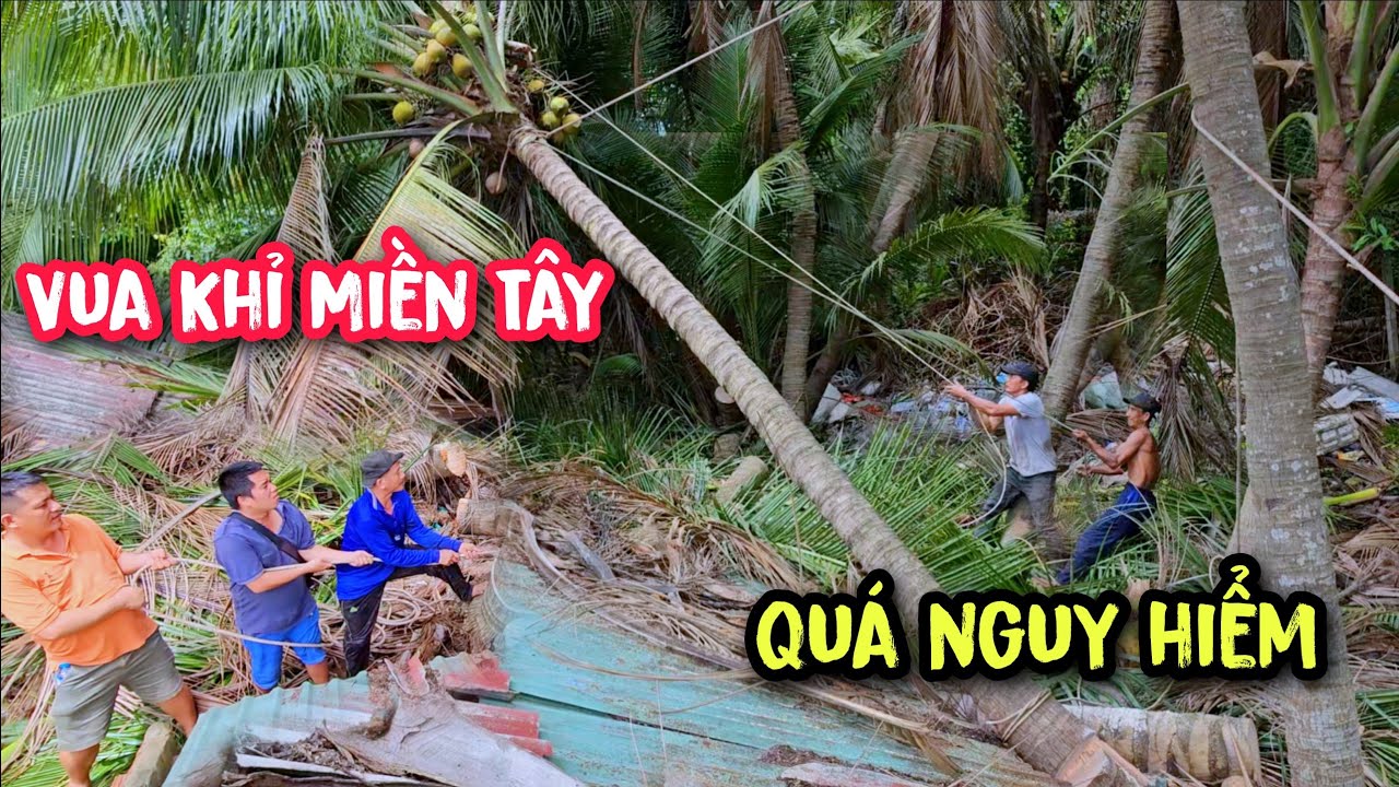 Cây Dừa mém tí nữa ngã sập nhà và cách mà Vua Khỉ x.ử đẹp nó.