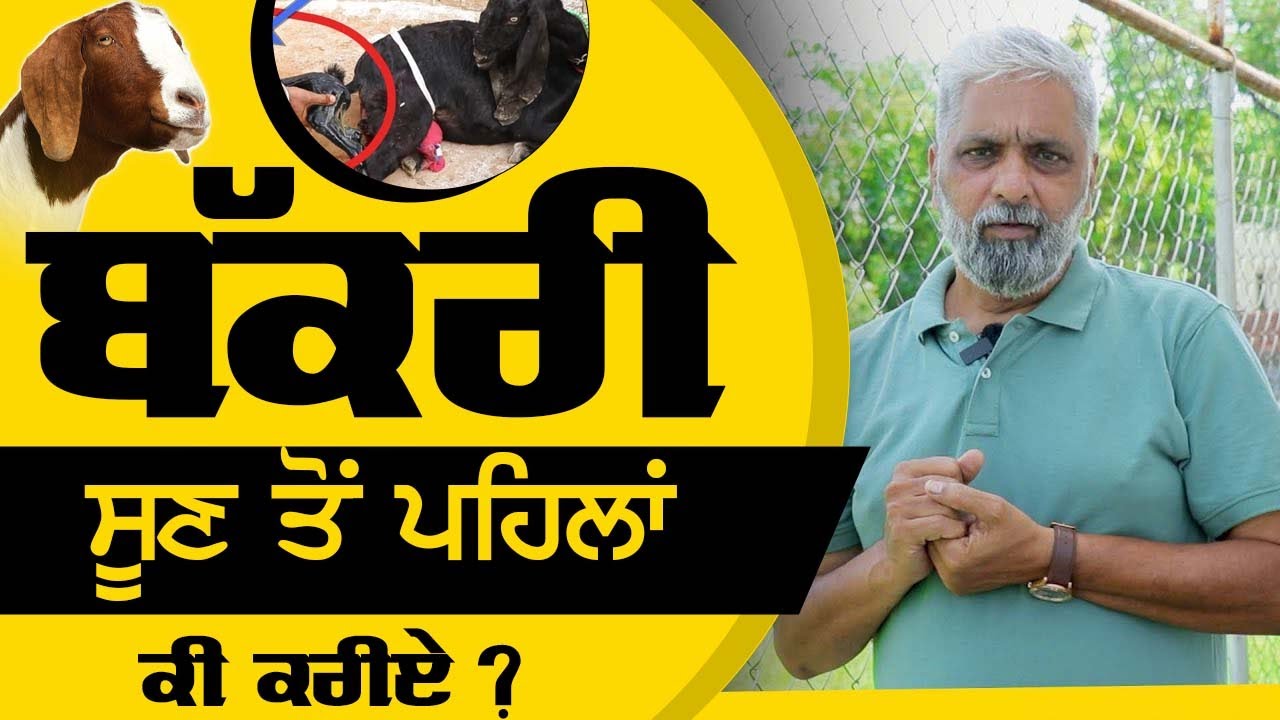 Kang Goat Farm - ਬੱਕਰੀ ਸੂਣ ਤੋਂ ਪਹਿਲਾਂ ਕੀ ਕਰੀਏ ? | Bakri Farm | Goat Farming | Breeding  | बकरी पालन