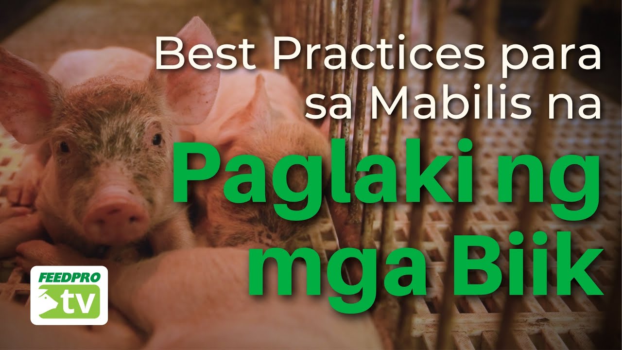Best Practices para sa Mabilis na Paglaki ng mga Biik
