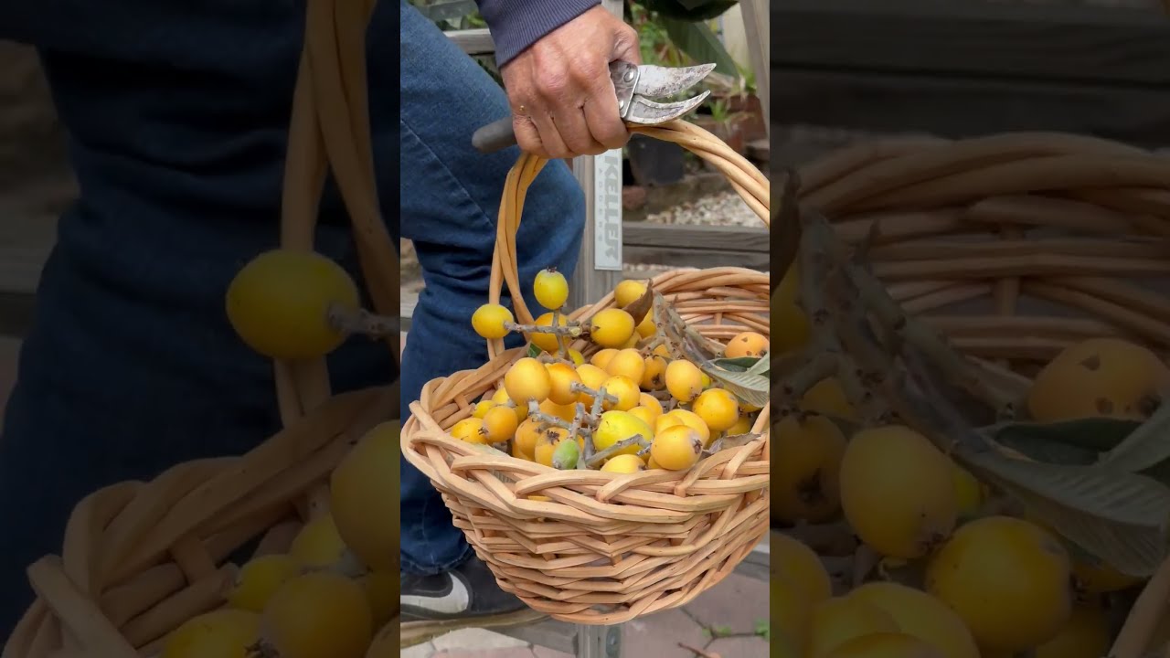 Basketful of Loquats. Loquat fruit harvests. #loquats #harvest #satisfying #shorts