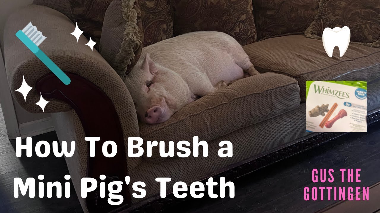 HOW TO BRUSH A MINI PIG'S TEETH GUS THE GOTTINGEN