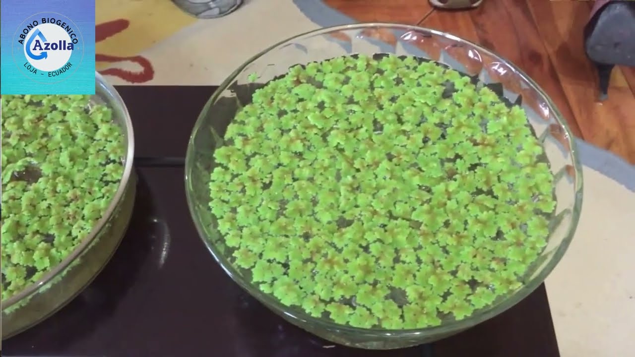 Evidencias de uso de la #Azolla para consumo humano