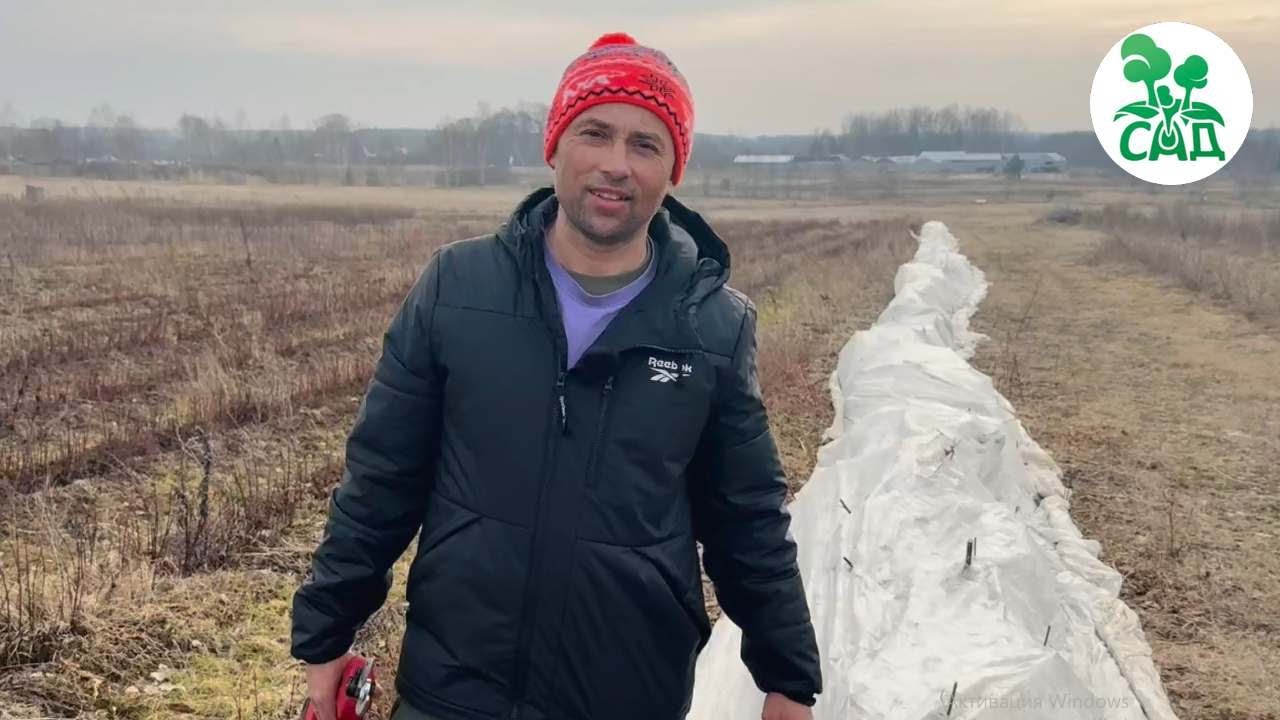 Бесшипная ежевика. Обрезка проще простого!!