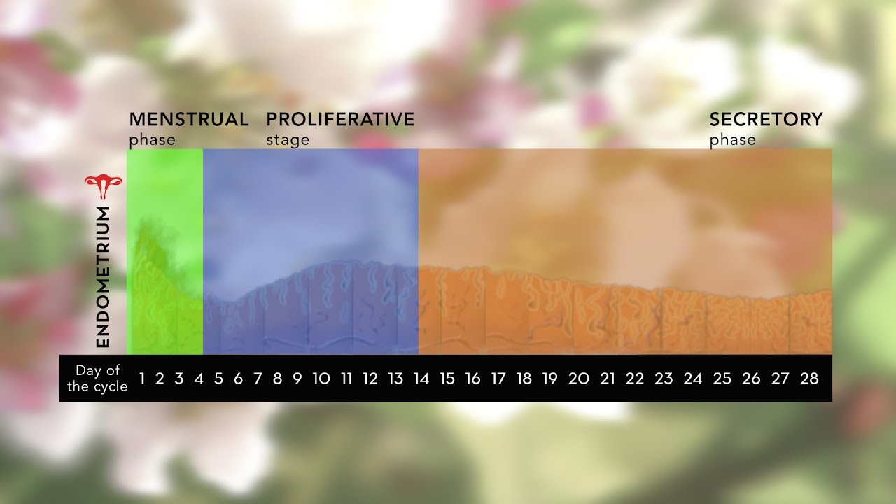 Embryo transfer in natural cycles