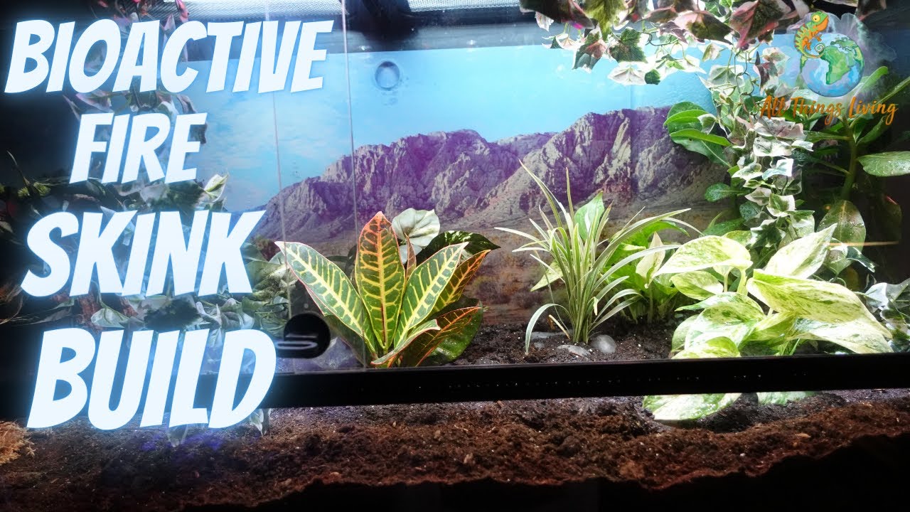 Bioactive African Fire Skink Build Plus Surprise egg collection