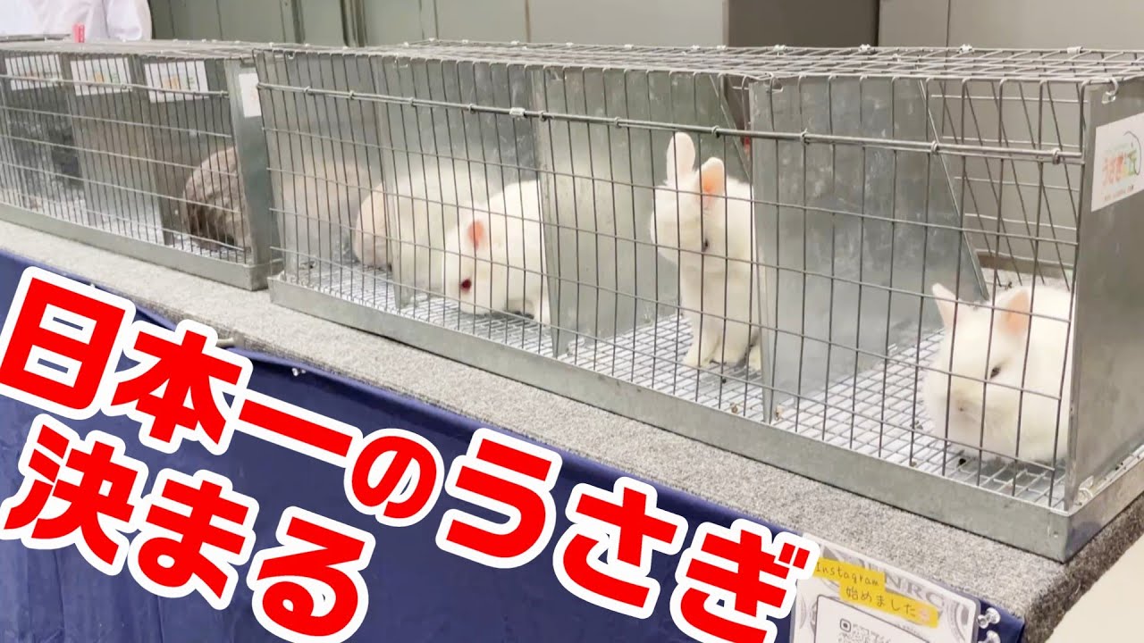 美うさぎ大集結🐰ラビットショーって知ってる❓ネザーランドドワーフ ホーランドロップ ラビットショー京都2025