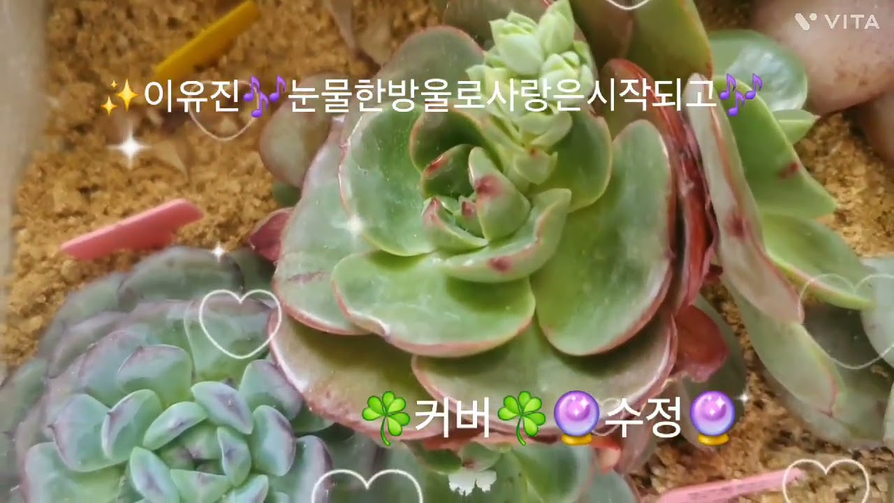 🌸#눈물#한방울로#사랑은♥️ 시작되고#이유진🪻Cover수정sujung