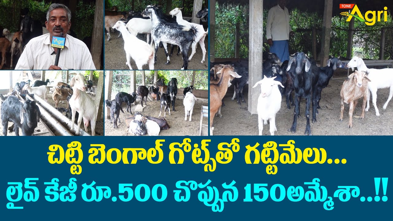 Black Bengal Goat Farming in Telugu | చిట్టి బెంగాల్ గోట్స్‌తో గట్టిమేలు లైవ్ కేజీ రూ.500  Tone Agri