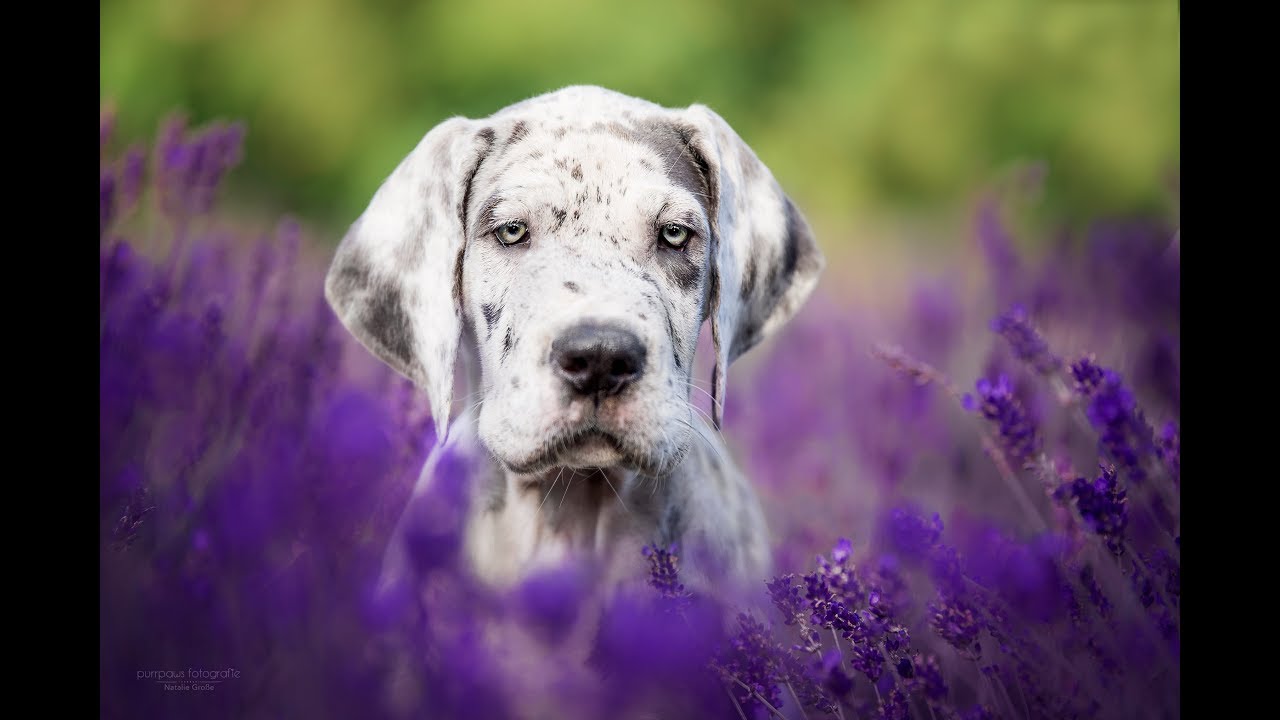 Farben intensivieren und verstärken - Purrpaws Fotografie Natalie Große