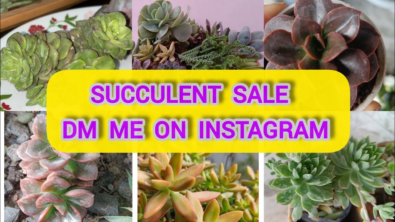 Contact me on Insta for Buying Succulents😊/Want to Buy Healthy Succulents❤️