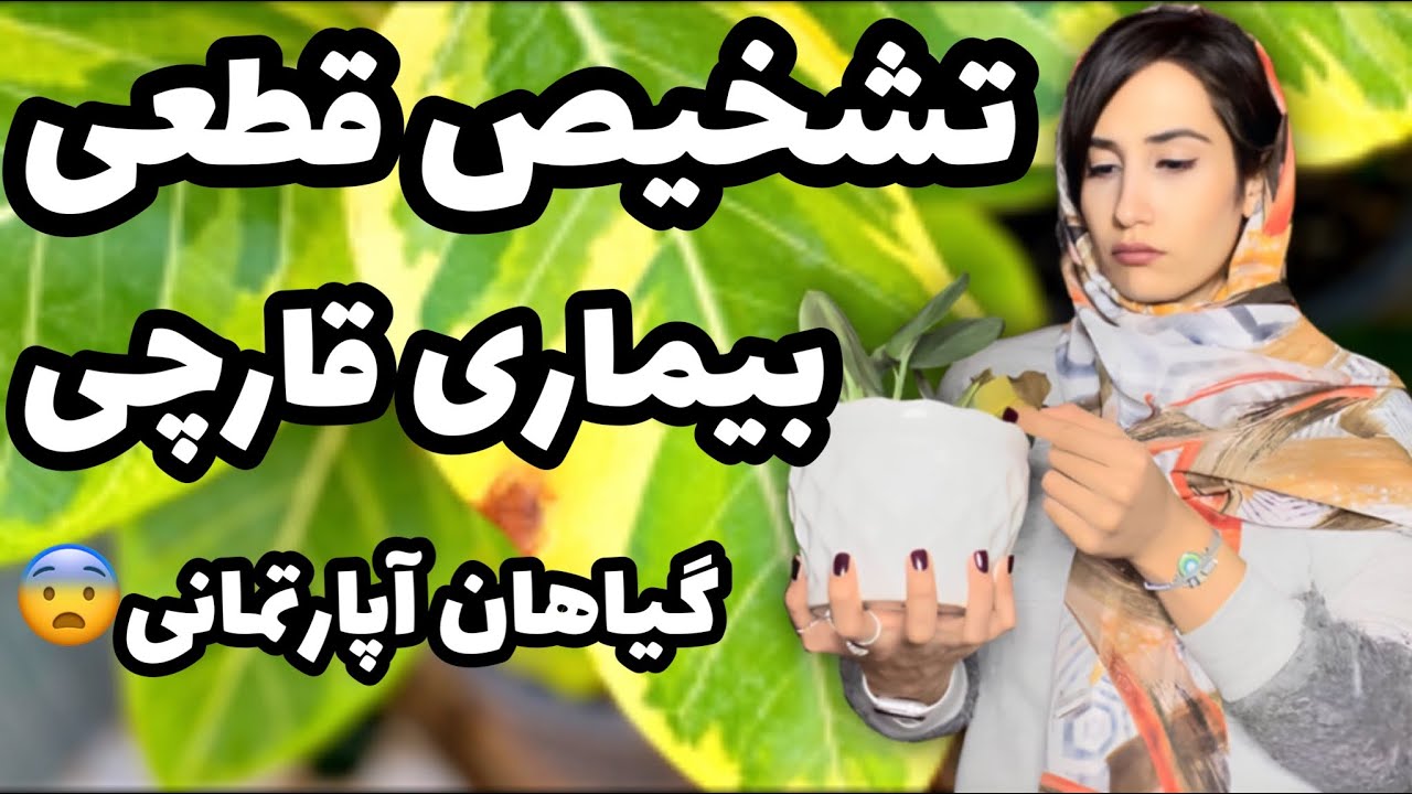 ۴ روش تشخیص بیماری قارچی گیاهان از نوک سوزی😎| تشخیص قطعی بیماری قارچی گیاهان+ راه درمان |گیاهان