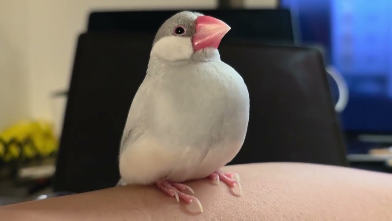Java finch after work