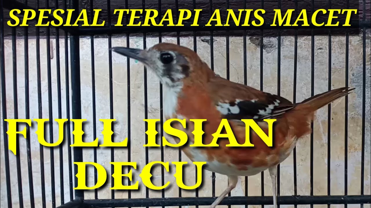 spesial TERAPI MALAM UNTUK Anis/PUNGLOR