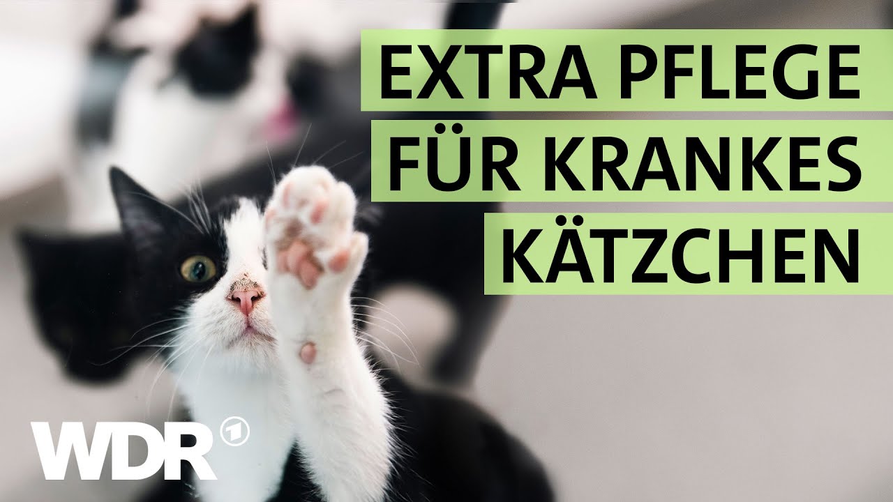 Katzenbaby ausgekühlt und fast verhungert gefunden | S01/E04| Hallo Tierheim | WDR