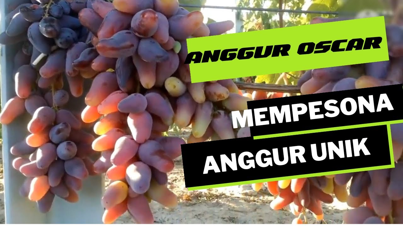 ANGGUR UNIK|RASA MANIS DAN MEMPESONA ANGGUR OSCAR