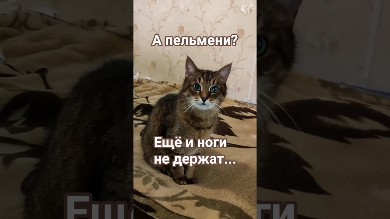 Вина пельменей под вопросом#цитатыстэтхэма #cat #кот #котофейка