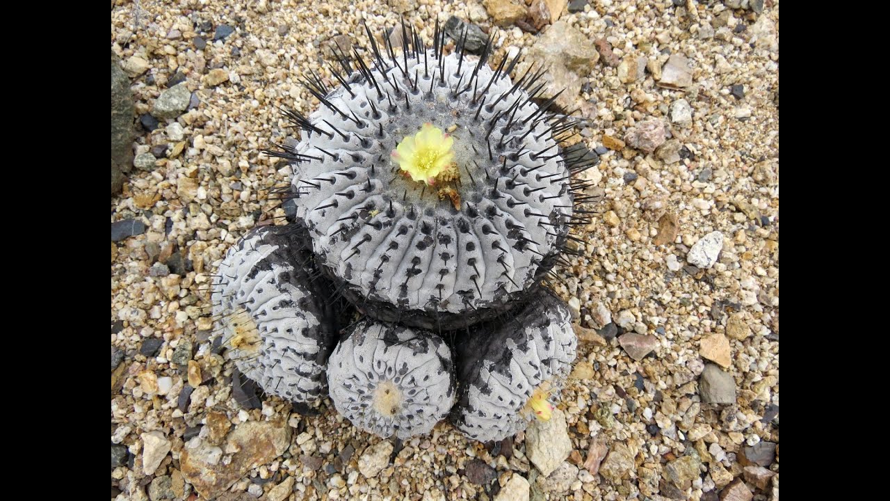 November 2024  Cacti of the Atacama Desert in Chile
