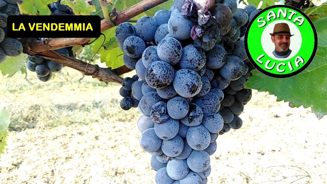 VENDEMMIARE L'UVA