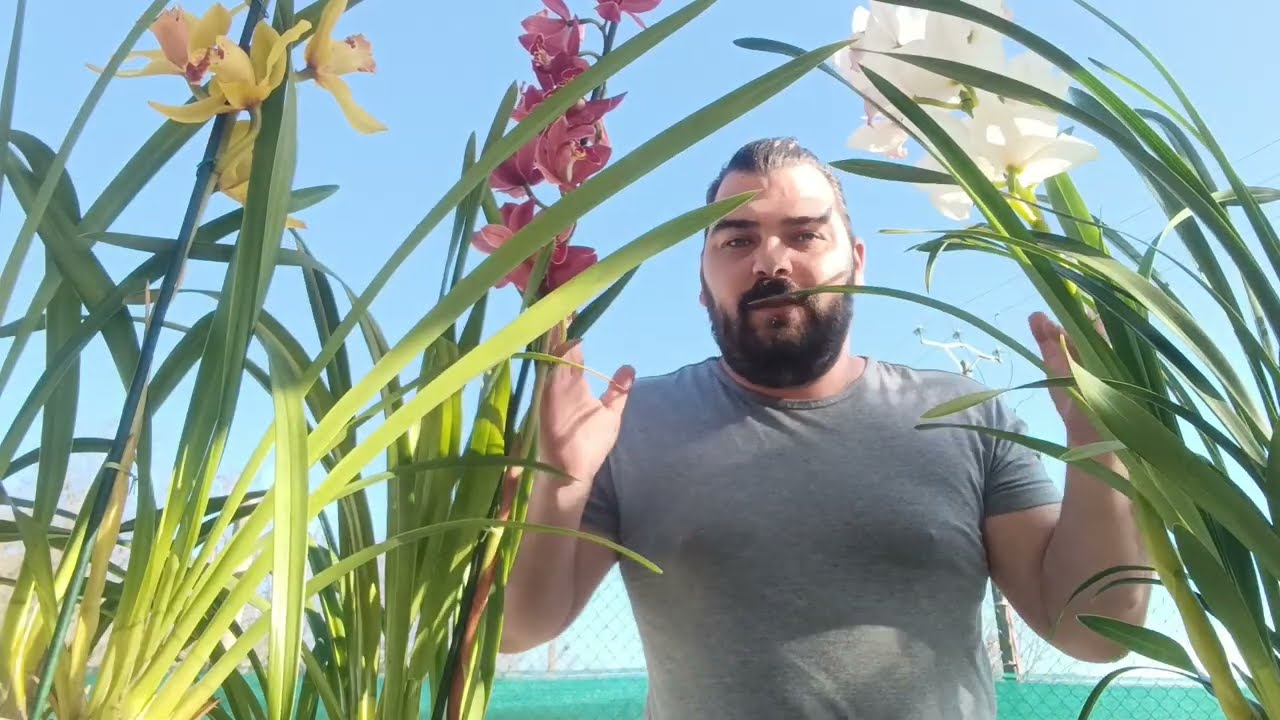 Culture et entretiens des orchidées cymbidium