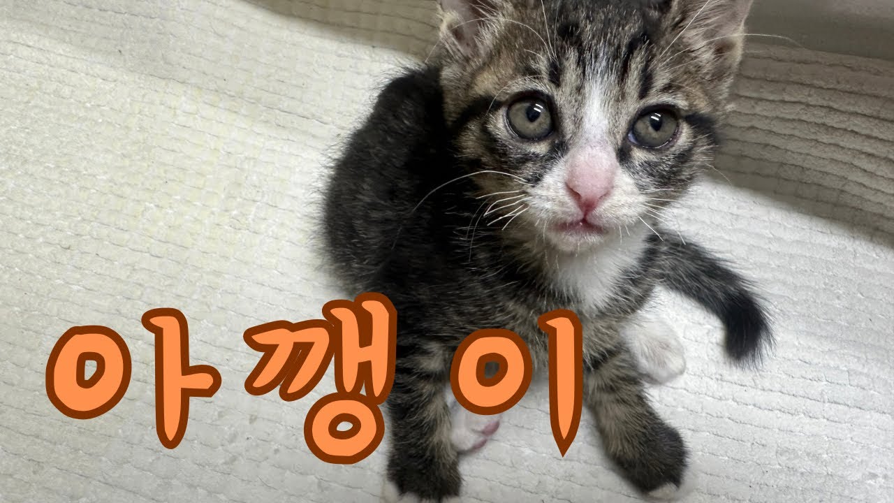 강아지만 키우던 사람이 냥줍을 해버리면..?