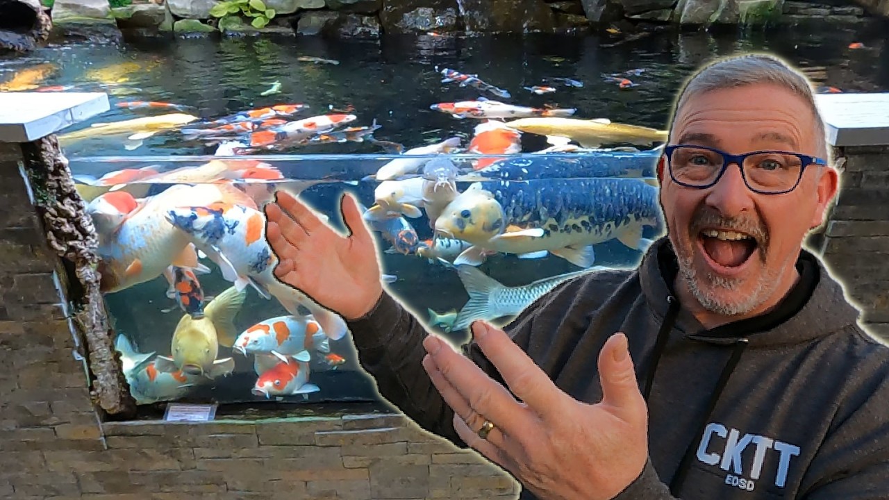 EXPLORING KOI PONDS to a KOI FARM to a FASCINATING KOI SHOP in a Highstreet all in ONE EPIC DAY! 😉👍