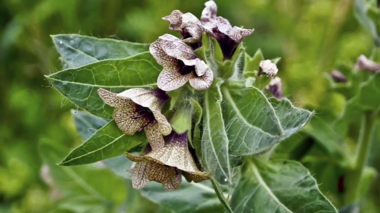 Is henbane poisonous to humans?