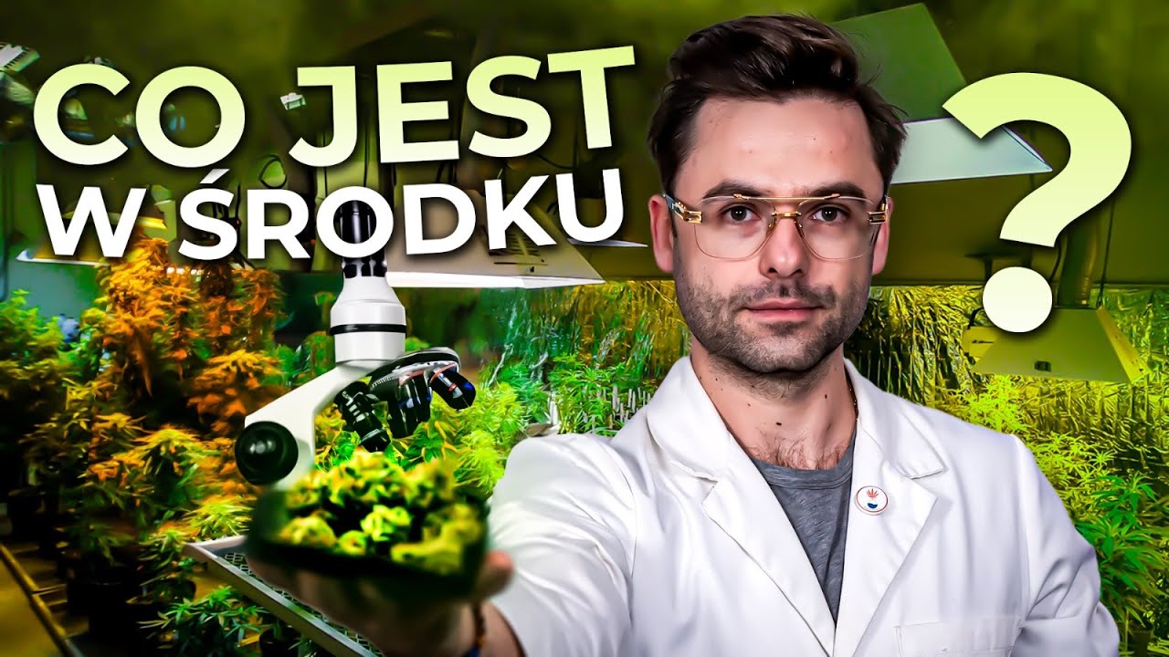 Jak działa MEDYCZNA MAR1HUAN4? Jak dobrać IDEALNĄ odmianę?