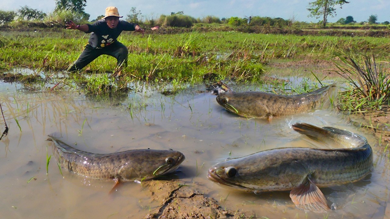 wow amazing catch fish and pick eggs duck in the grass in the field picking lots of eggs