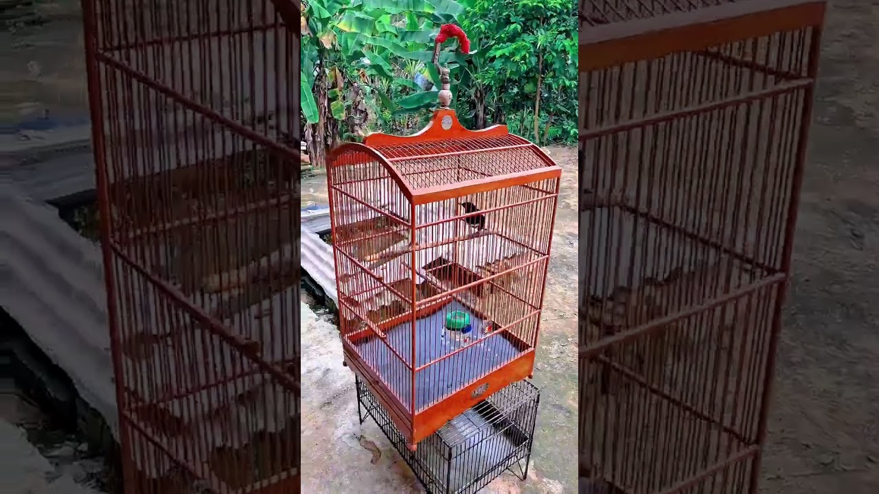 PART 2- PROSES MANDI JEMUR KACER BIRAHI DANGKAL