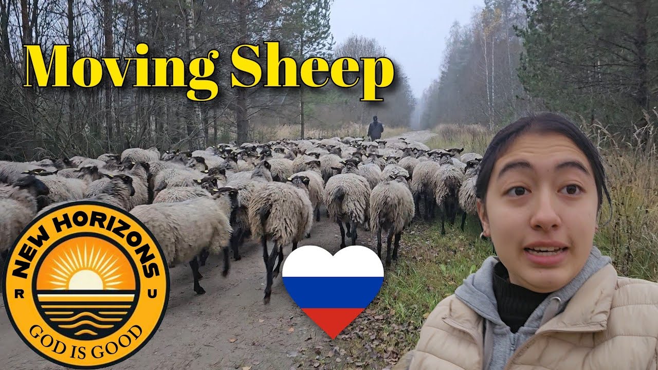 Перемещение овец к новым горизонтам 🐑 Фермерство в РОССИИ 🇷🇺 ❤️