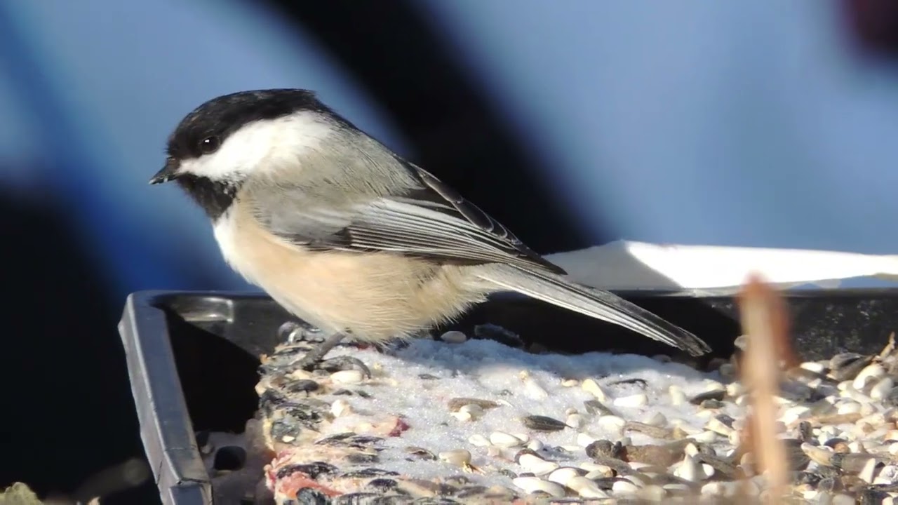 Chickadee 