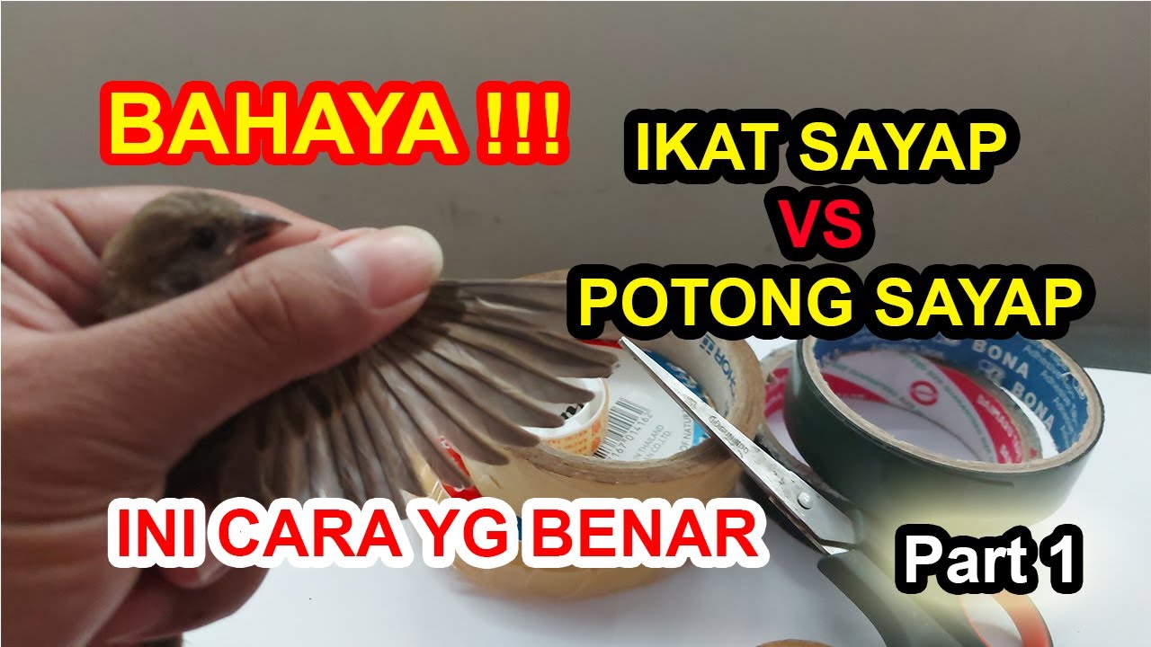 Cara Mengikat dan Memotong Sayap (Wing Clip) Burung dgn Benar (Part 1)