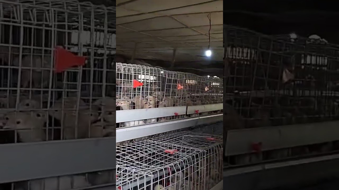 20,000 layer chicks in brooding cage #chicken #poultry