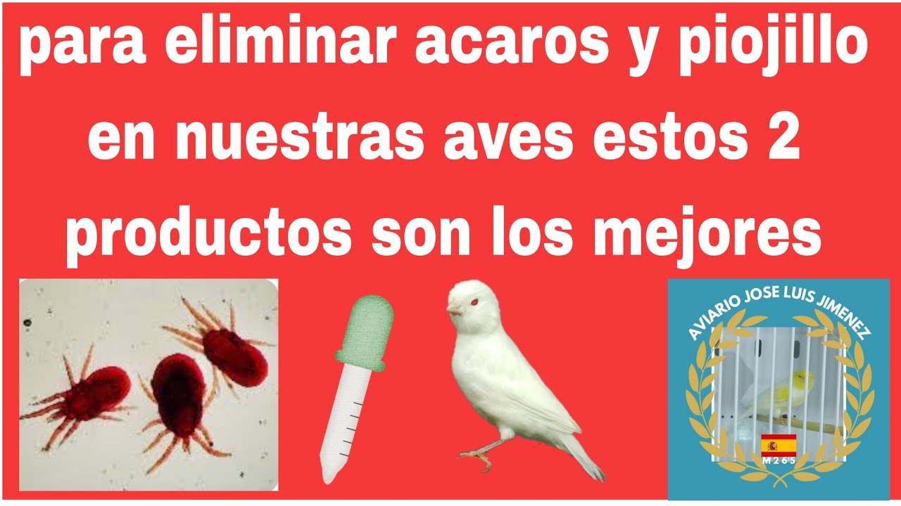Cómo eliminar ácaros y piojillo de nuestro aviario, estos son los 2 mejores productos 