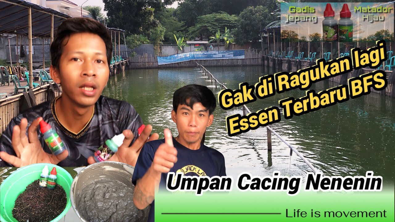 Cobain Dah❗️❗️Essen Matador IJO??? Nenenin Banget Abangku #galatamalele #bfsfishing #essenmatador