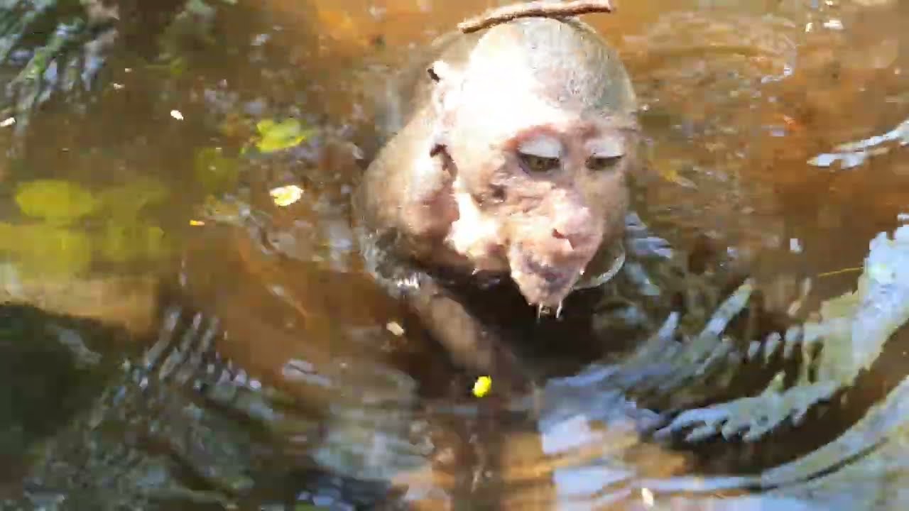 Wildlife monkeys in Amber troop P74
