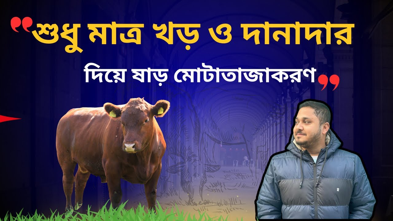 শুধুমাত্র খড় দিয়ে গরু মোটাতাজাকরণ | খড় দিয়ে কিভাবে  গরু লালন পালন করবেন| ভিডিও-১১৩|