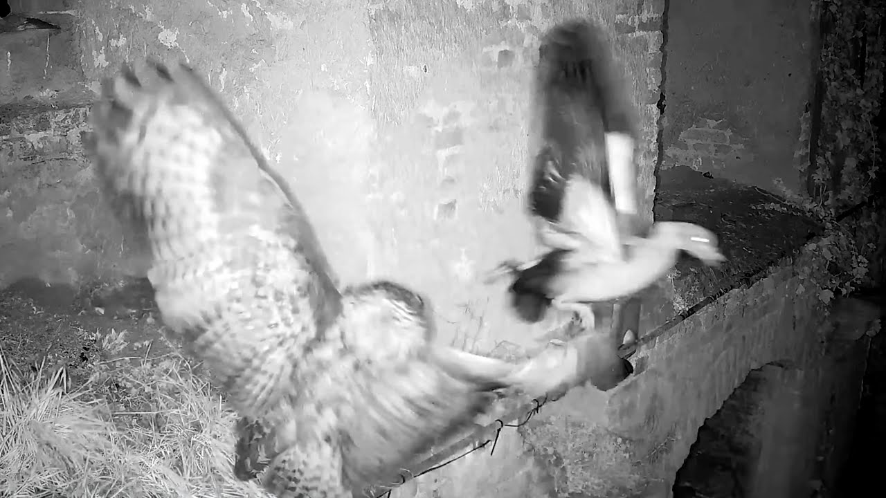 03.–04.02.2026: Gänsemutter unter Beschuss
