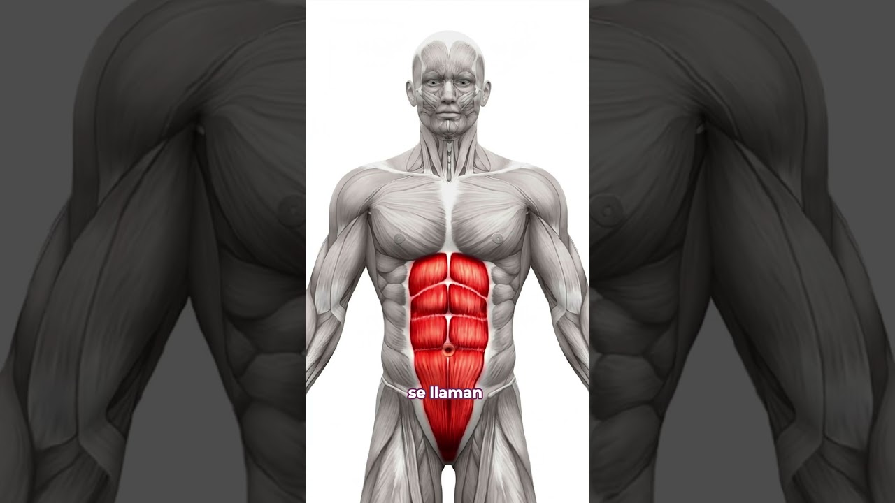 &iquest;Sabes qu&eacute; es la DI&Aacute;STASIS ABDOMINAL 🤔⚠️? #fyp #parati #draclaudianieto #diastasis #abdomen
