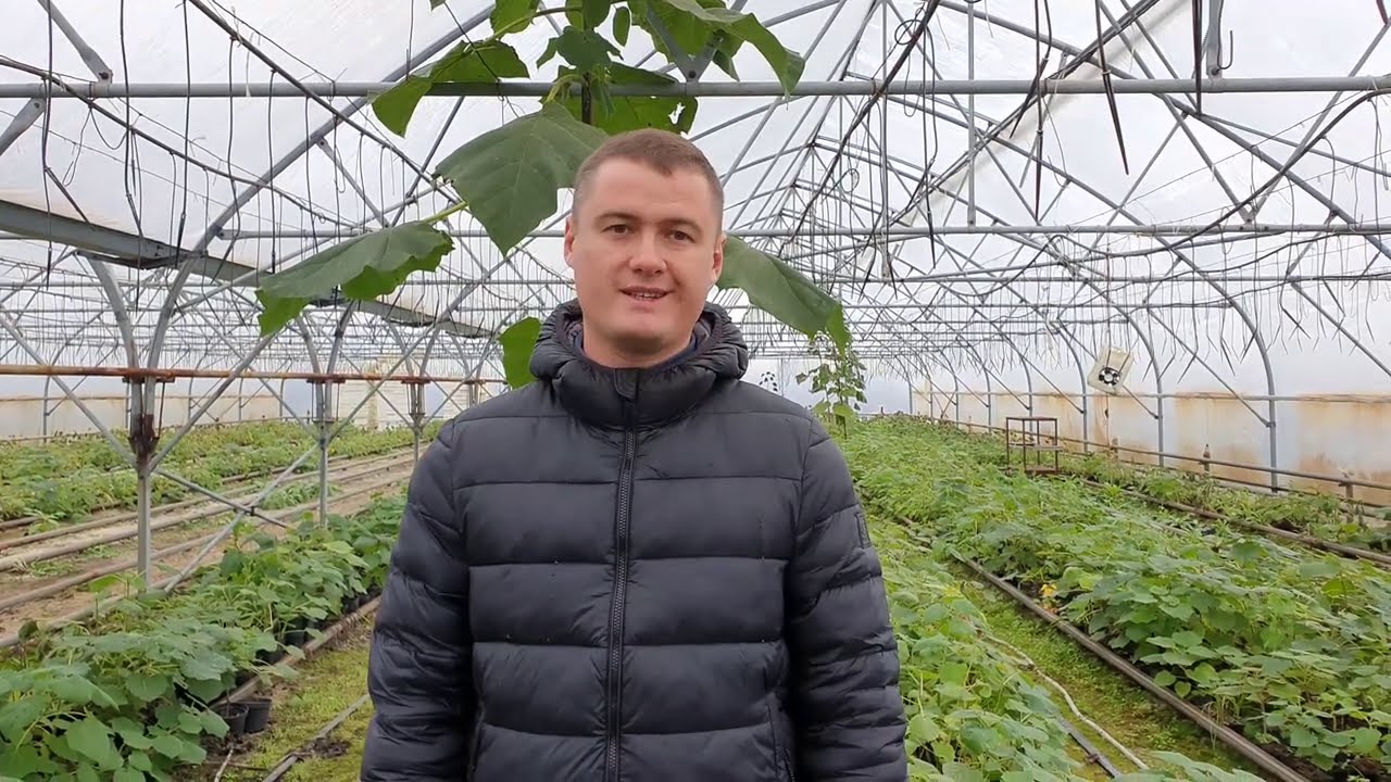 Основные проблемы выращивания Павловнии в Украине, на 2020 год.