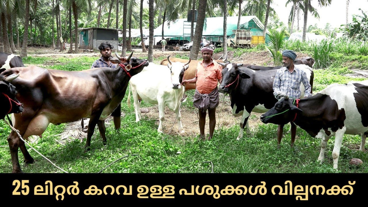 ഇത്രയും പശുക്കൾ വിൽക്കുന്ന സ്ഥലം പാലക്കാട്‌ 🤔 best cow farm in കേരള #dairyfarming #india #youtube