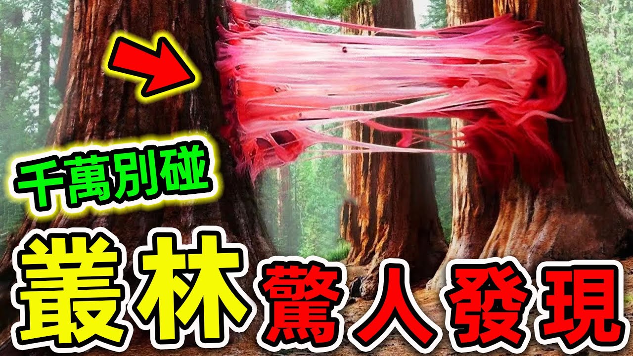 無人機最可怕的10個驚人發現！叢林深處拍攝的恐怖畫面，徒步愛好者千萬小心。|#世界之最top #世界之最 #出類拔萃 #腦洞大開 #top10 #無人機 #驚人發現