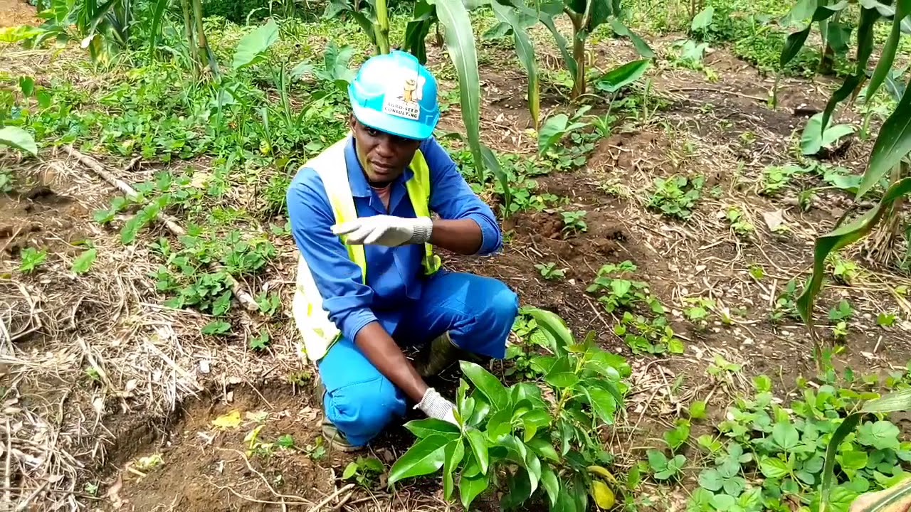 Association banane plantain+macabo+agrumes+maïs: voici les résultats à 2 mois 7 jours