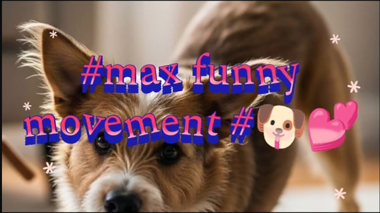 #after bath max masti mood#🐶🐶