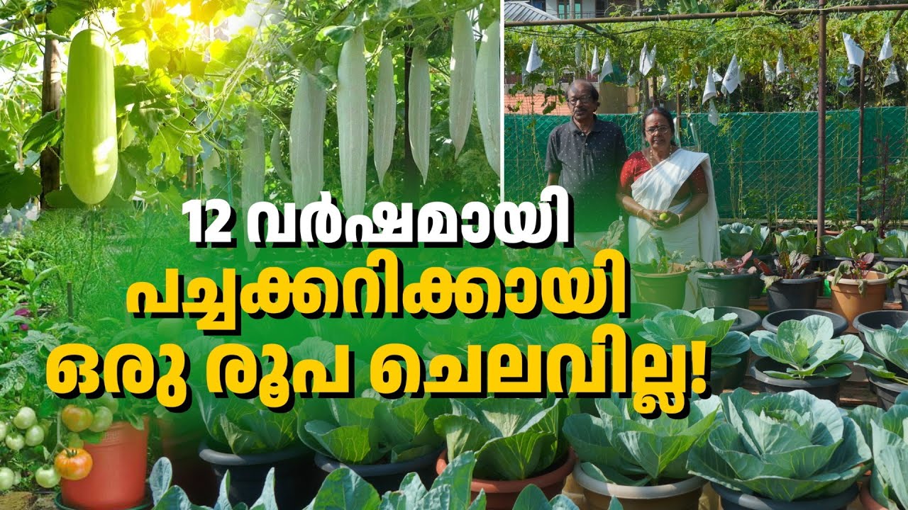 'അറിയാതെ ഒന്നോ രണ്ടോ മുളക് ഇട്ട് പോയാൽ കറി കഴിക്കാനേ പറ്റില്ല', ടെറസിലെ അത്ഭുതം